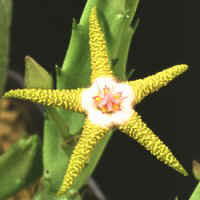 Stapelia flavopurpurea, ex Pogatscnig - Austria, ex Specks - Germany (1994)
