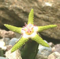 Stapelia flavopurpurea, ex Mace - UK (1998)