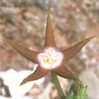 Stapelia flavopurpurea, Aar, ex Uhlig - Germany (2000)