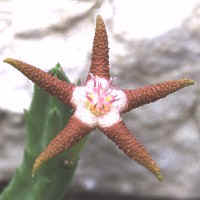 Stapelia flavopurpurea, L&P 17816, ex Mesa Garden - NM, USA (1998) 
