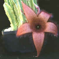 Stapelia gigantea, ex Dolenc - Slovenia (1993)