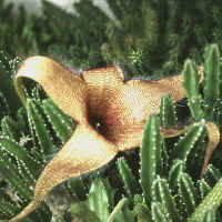 Stapelia gigantea nobilis, ex Paki� - Slovenia (1994) 
