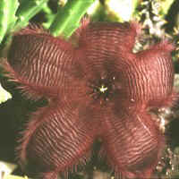 Stapelia hyb. as grandiflora, ex Rov�ek - Slovenia, ex K�hres - Germany (1995)