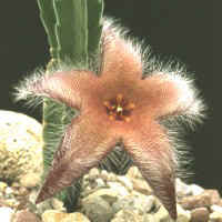 Stapelia macowanii conformis, ex Pogatscnig - Austria (1996)