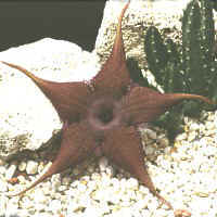 Stapelia schinzii, ex Hrovatin - Slovenia (1993)