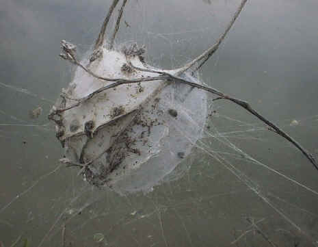 wpe1F.jpg (13415 bytes)