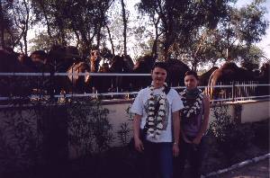 Farma kamel blizu mesta Bikaner