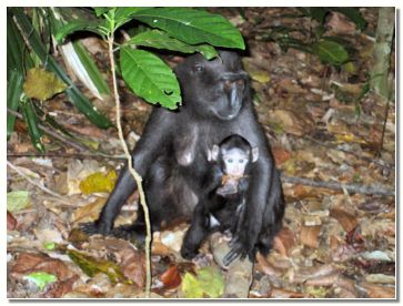 Opica macaca nigra z mladi�em