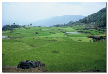 Prostrana ri�eva polja v terasah