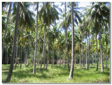 Planta�a kokosovih dreves