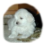 O Rosi in njenih mladi�ih