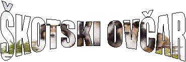 ŠKOTSKI OVČAR