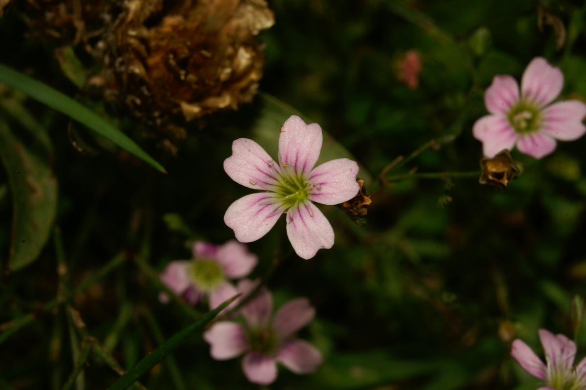 Gypsophila Murali «Fillou Rose»