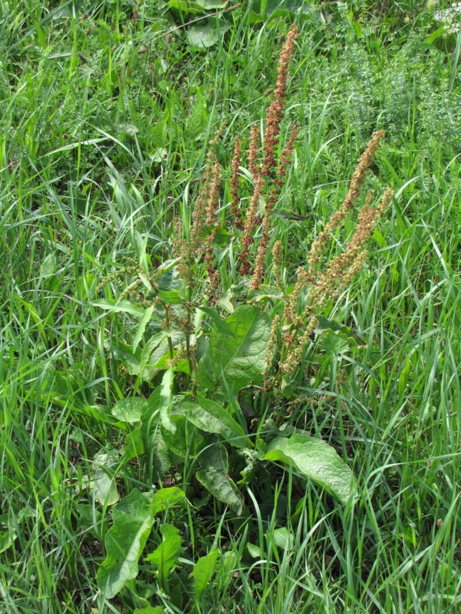 Rumex obtusifolius l