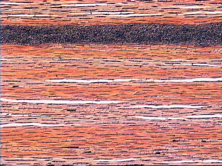 AbiesT.jpg (167320 bytes)