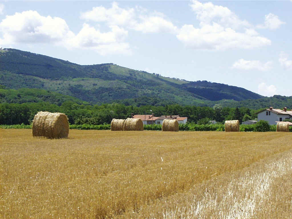 Psenicno polje