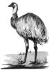 emu