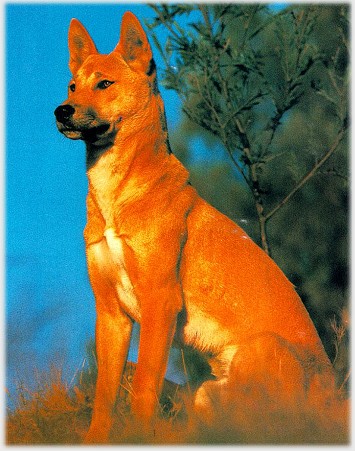 dingo