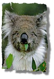 koala