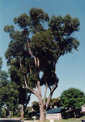 Eucalyptus_robusta