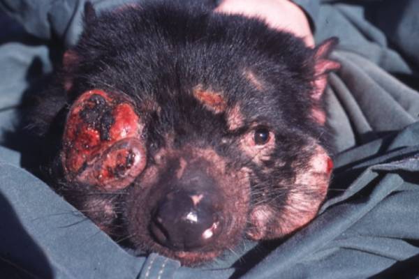 800pxTasmanian_Devil_Facial_Tumour_Disease_1