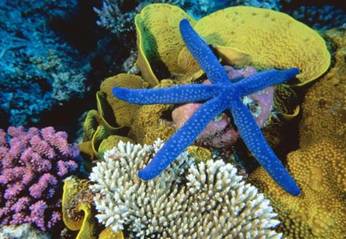  Desktop Wallpaper-s > Animals > Starfish, Great Barrier Reef