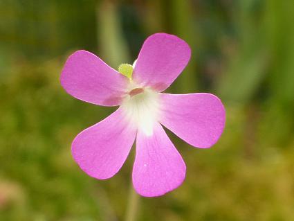 Pinguicula "Wesser"