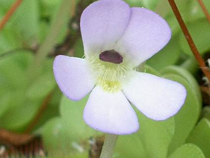 Pinguicula esserianna