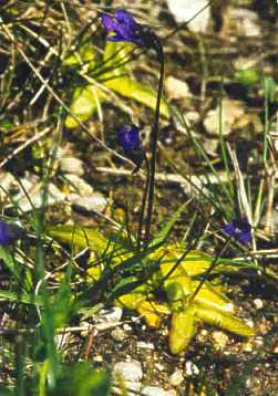 Pinguicula vulgaris