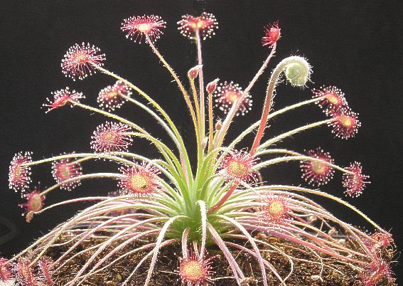 Drosera paradoxa