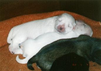 Postojte na mladi�ku!